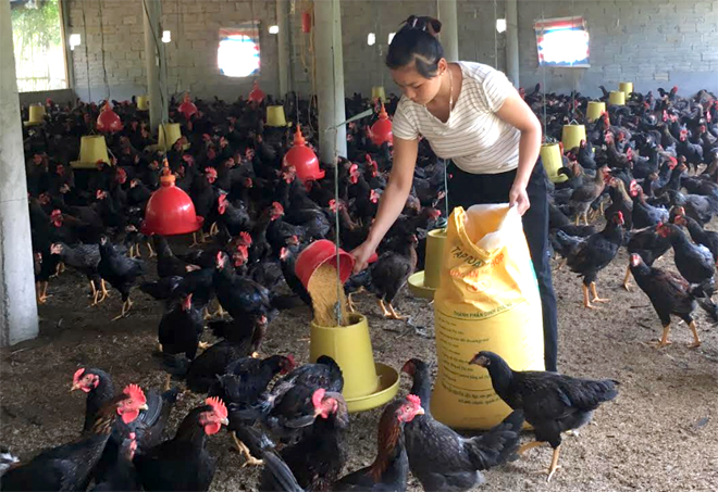 Một mô hình phát triển chăn nuôi gà hiệu quả của hội viên Hội Nông dân huyện Trấn Yên.
