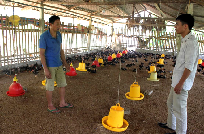 Mô hình nuôi gà bán công nghiệp của gia đình anh Bùi Đức Lợi ở thôn Tân Việt mang lại hiệu quả kinh tế cao.