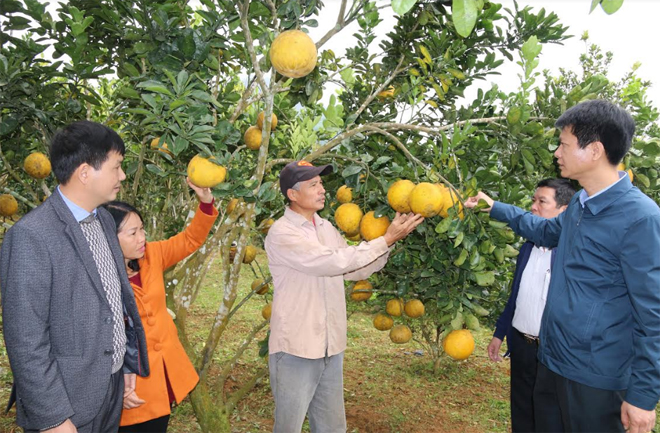 Trấn Yên hiện đã hình thành và phát triển vùng cây ăn quả có múi hàng trăm ha.