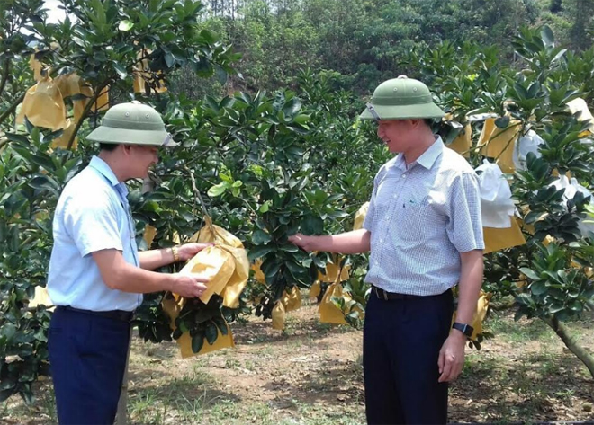 Lãnh đạo huyện Văn Yên thăm quan mô hình trồng cam của người dân xã Lâm Giang.