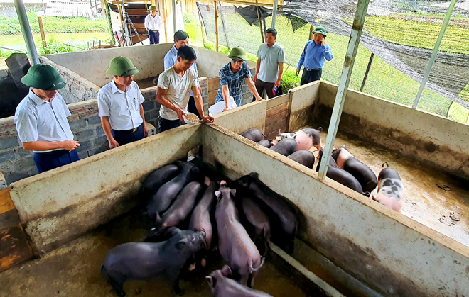 Đến nay, nhiều hộ nông dân trên địa huyện Trạm đã tập trung chăn nuôi lợn với quy mô hàng trăm con/lứa. (ảnh Văn Tuấn)