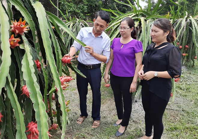 Mô hình trồng thanh long ruột đỏ của gia đình ông Nguyễn Ngọc Hồ cho thu nhập cao.