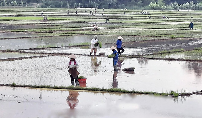 Nông dân xã Minh Quân, huyện Trấn Yên gieo cấy lúa mùa.