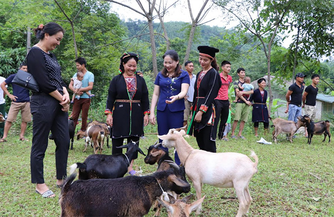 Bà Vũ Thị Hiền Hạnh - Chủ tịch Hội LHPN tỉnh (thứ 2, phải sang) cùng đại diện tổ chức SPIR trao dê giống cho các hộ hội viên có hoàn cảnh khó khăn của thôn Quyết Thắng 2, xã Cảm Nhân, huyện Yên Bình.