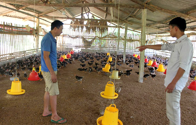 Các hộ chăn nuôi trên địa bàn xã đã liên kết thành nhóm hộ, tổ hợp tác tạo chuỗi sản xuất, nâng cao giá trị sản phẩm.