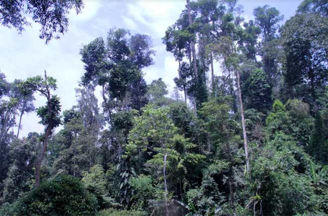 Bảo vệ tốt rừng đầu nguồn là góp phần đắc lực bảo vệ môi trường sống (Ảnh minh họa)