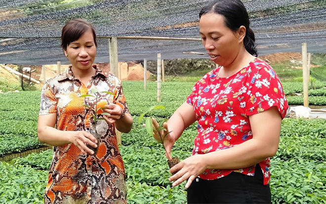 Chị Phạm Thị Dịu (bên phải) chia sẻ kinh nghiệm chăm sóc cây quế giống với chị em hội viên.