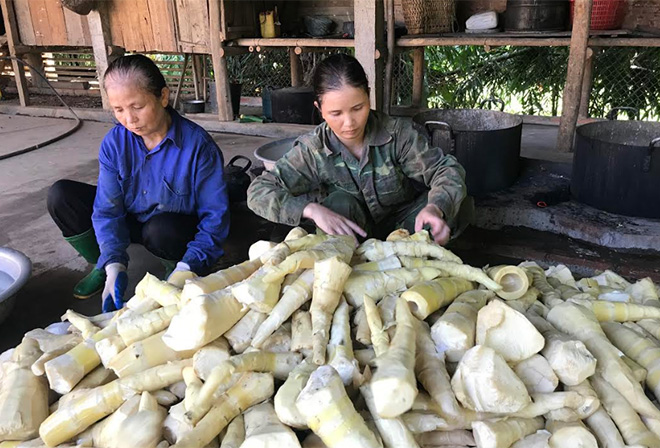 Sản phẩm măng tre Bát độ sau khi sơ chế.