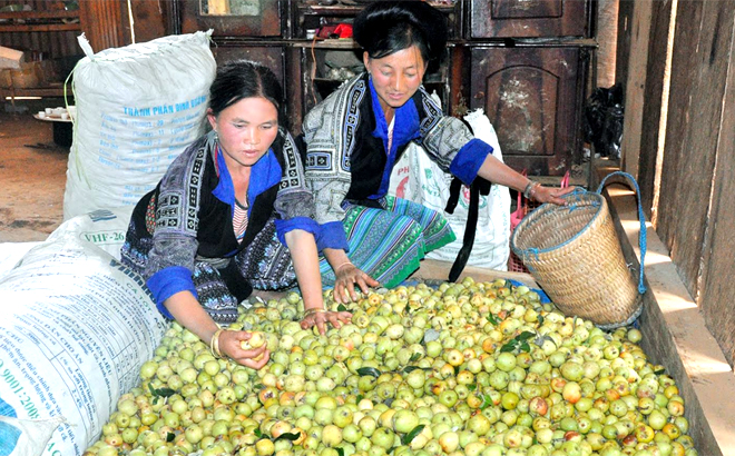 Đồng bào Mông huyện Mù Cang Chải phân loại quả sơn tra.