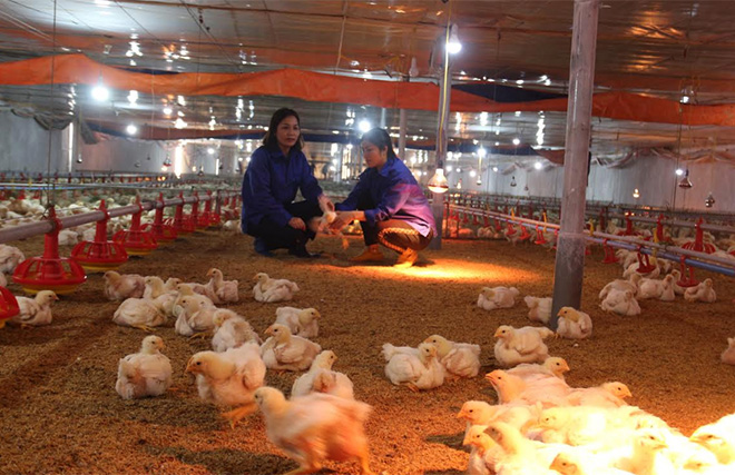 Mô hình nuôi gà của Hợp tác xã Trung Thành, xã Yên Hợp mang lại nguồn thu mỗi năm hàng trăm triệu đồng.