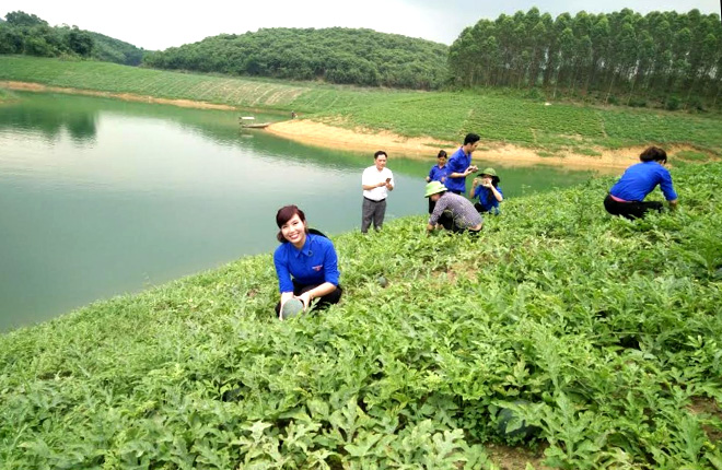 Dưa hấu trồng trên đảo hồ xã Yên Thành cho thu nhập kinh tế cao.
