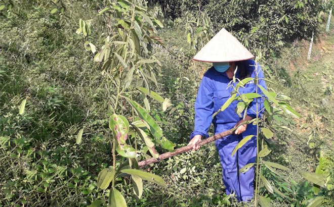 Vu Thi Mai Huong, a trade union member from Phu Lan village, Viet Thanh commune, plants cinnamon for economic development with loans from the district’s Trade Union Social Fund.