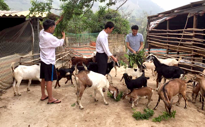 Mô hình nuôi dê ở thị trấn Sơn Thịnh mang lại hiệu quả kinh tế và thu nhập ổn định cho gia đình hội viên.