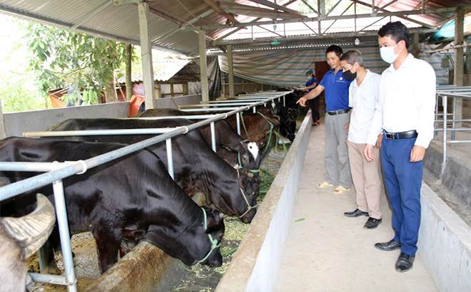 Mô hình nuôi bò 3B của hộ ông Phạm Văn Dần ở thôn Sông Hồng, xã Xuân Ái.