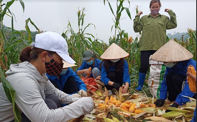 Hội Liên hiệp Phụ nữ xã Vĩnh Lạc, huyện Lục Yên phối hợp với các tổ chức đoàn thể thu hoạch ngô giúp gia đình chị Hoàng Thị Nhớ ở thôn Yên Thịnh.