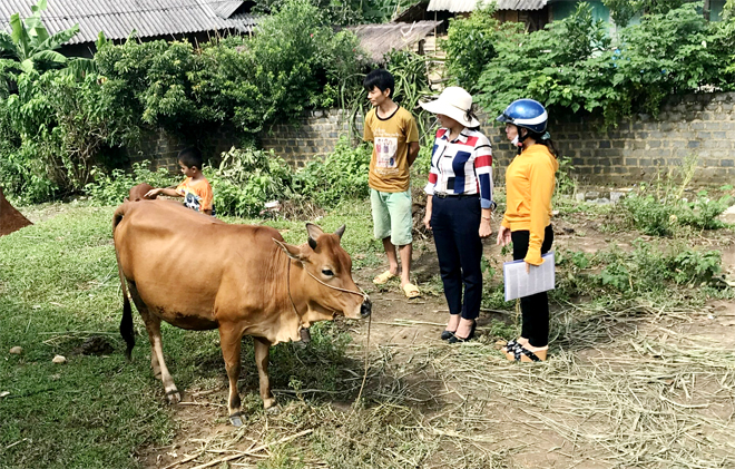 Cán bộ Phòng Dân tộc huyện Văn Chấn kiểm tra hiệu quả mô hình hỗ trợ bò sinh sản tại hộ dân.