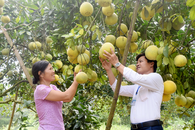 Sản phẩm OCOP 4 sao “Bưởi Đại Minh”, huyện Yên Bình.