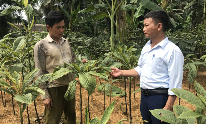 Lãnh đạo Hội Nông dân xã Tân Đồng, huyện Trấn Yên tham quan, kiểm tra mô hình Tổ hợp tác Trồng cây lá khôi của hội viên nông dân.
