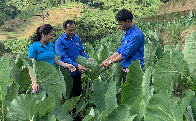 Bí thư Đoàn xã Hồ Bốn - Sùng A Kháng (giữa) với mô hình trồng khoai sọ trên đất ruộng bậc thang.