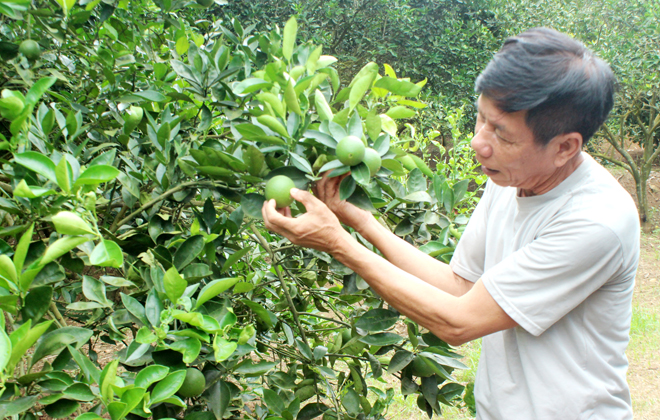 Thương binh Đoàn Thế Yêm ở thôn 9, xã Nghĩa Lộ, thị xã Nghĩa Lộ giới thiệu về giống cam năng suất, chất lượng cao.
