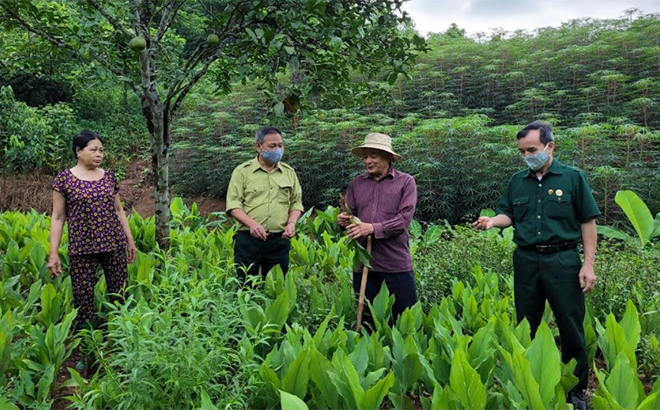 Ông Nguyễn Quang Huấn - Chủ tịch Hội Truyền thống Trường Sơn - Đường Hồ Chí Minh (người ngoài cùng, bên phải) thăm mô hình trồng nghệ nếp tằm của gia đình ông Bùi Hữu Quang.