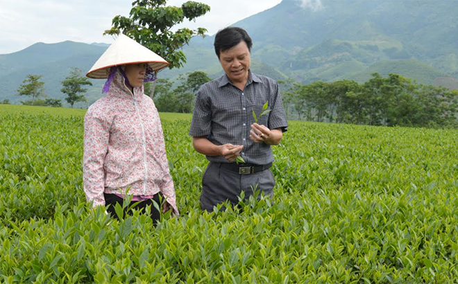 Staff of the Lien Son farm township discuss tea harvesting techniques with local farmers. 
