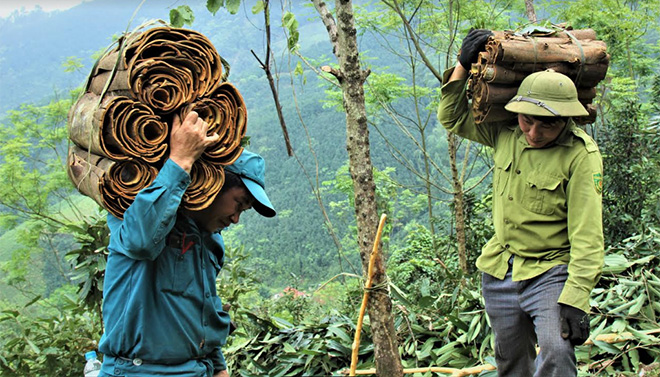 Farmers in Dao Thinh commune harvest cinnamon - raw material for OCOP products of Vietnam Cinnamon Cooperative.