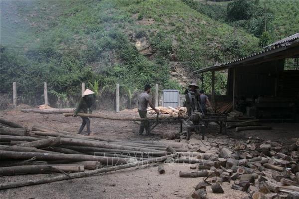 Xưởng bóc gỗ của gia đình ông Đoàn Trường Giang (Khu 9, xã Việt Cường, huyện Trấn Yên) sử dụng thường xuyên 18 lao động địa phương, thu nhập 6-8 triệu đồng/ người/ tháng.