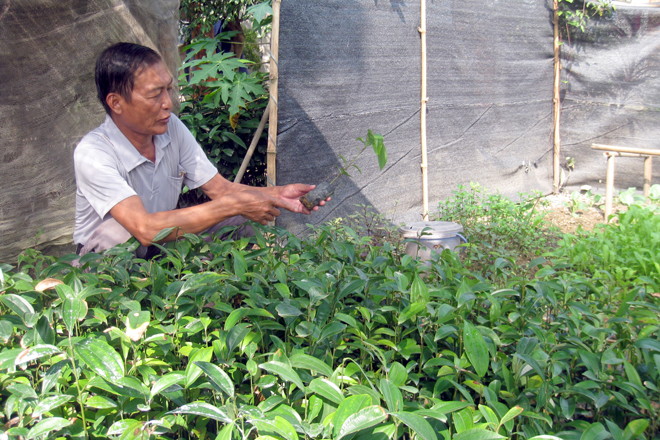 Người dân xã Y Can, huyện Trấn Yên kiểm tra sự phát triển của cây quế giống. Ảnh: Thành Trung.