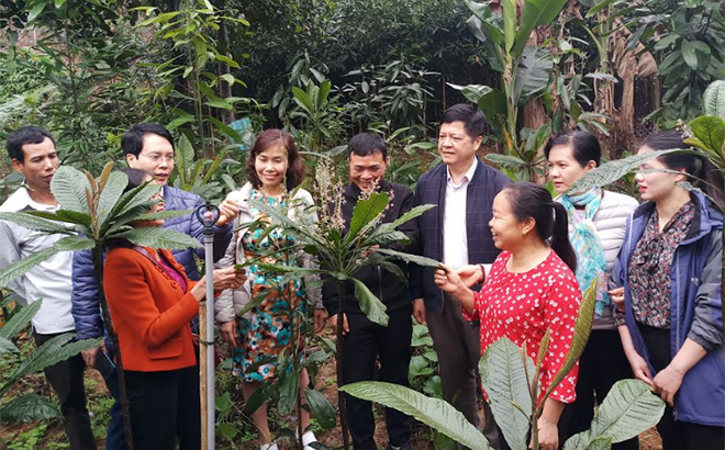 Chương trình FFF phối hợp với Hội Nông dân tỉnh tổ chức cho hội viên nông dân tham quan mô hình trồng cây lá khôi theo hướng sản xuất hữu cơ của gia đình bà Nguyễn Thị Lán, thôn 7, xã Đào Thịnh, huyện Trấn Yên.