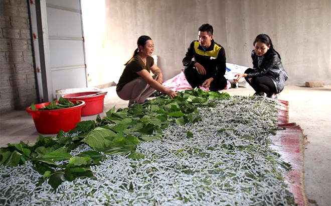 Một mô hình phát triển kinh tế từ nghề dâu tằm do phụ nữ làm chủ.