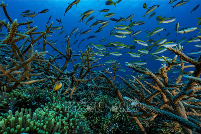 Các loài cá tại vùng biển ngoài khơi Mayotte, Pháp. Ảnh minh họa