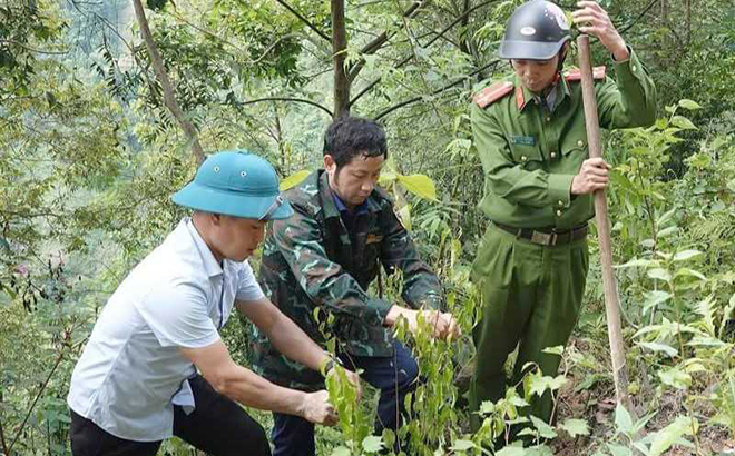 Cán bộ huyện Mù Cang Chải tham gia trồng rừng trong “Ngày cuối tuần cùng dân”.