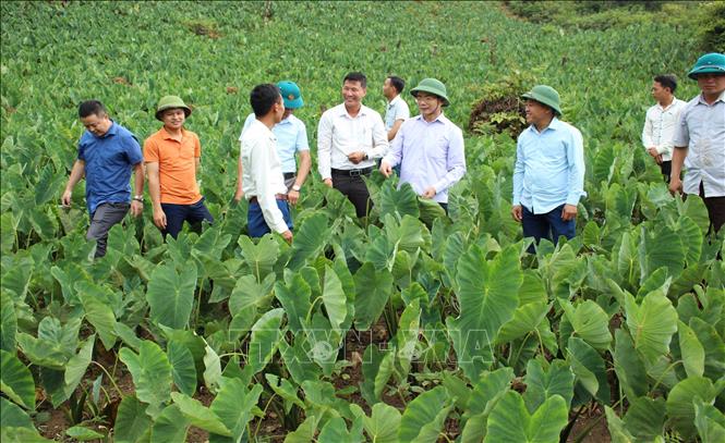 Lãnh đạo huyện Trạm Tấu thăm mô hình trồng khoai sọ ở xã Bản Mù.