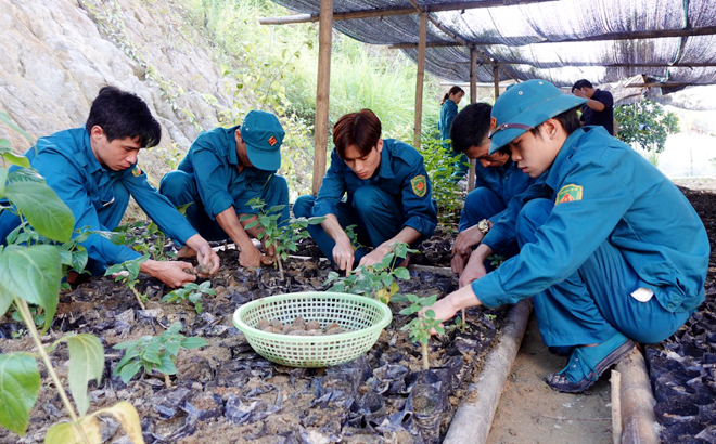 Lực lượng dân quân, tự vệ xã Mai Sơn tham gia mô hình “Vườn ươm cau giống”.