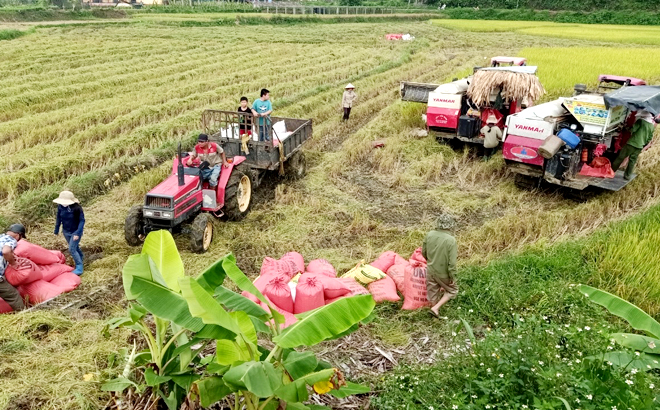 Nông dân xã Đông Cuông thu hoạch lúa ST25 vụ xuân 2022 bằng máy gặt.