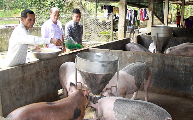 Lãnh đạo xã An Bình tham quan mô hình tổng hợp VACR của ông Ngô Quốc Khánh ở thôn Khe Trang.