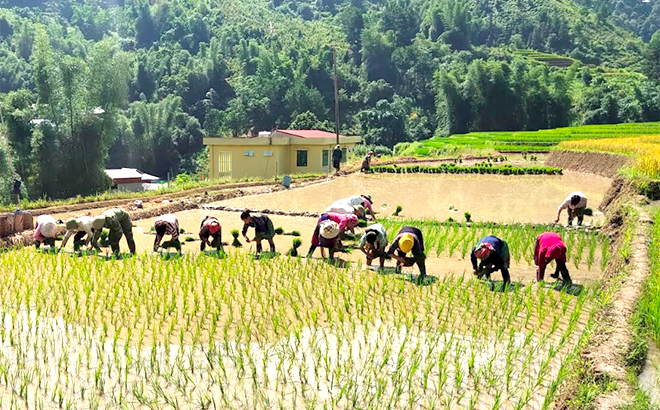 Nông dân xã Cao Phạ xuống đồng gieo cấy vụ mùa