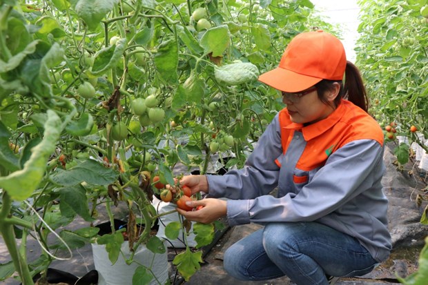 Chị Nguyễn Thị Trâm bên những luống cà chua trồng trong hệ thống nhà màng.