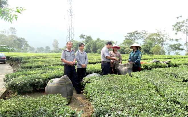 Cán bộ ngành nông nghiệp tỉnh kiểm tra an toàn thực phẩm tại các cơ sở trồng chè. Ảnh : Hoài Anh.