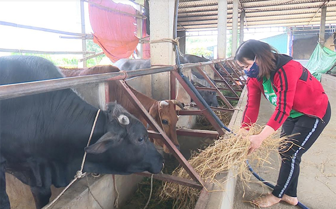 Mô hình chăn nuôi bán công nghiệp theo hướng sản xuất hàng hóa, góp phần nâng cao thu nhập cho nông dân Văn Chấn.