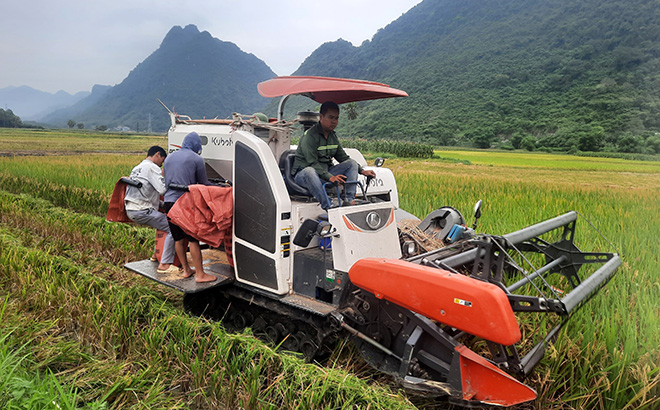 Nông dân xã Tân Lĩnh, huyện Lục Yên huy động tối đa công suất máy gặt, đẩy nhanh tiến độ thu hoạch lúa đông xuân để sản xuất lúa mùa sớm.