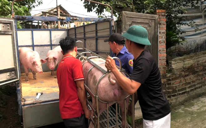 Thương lái đến mua lợn của một hộ dân tại khu vực Đầm Mỏ, phường Đồng Tâm, thành phố Yên Bái.