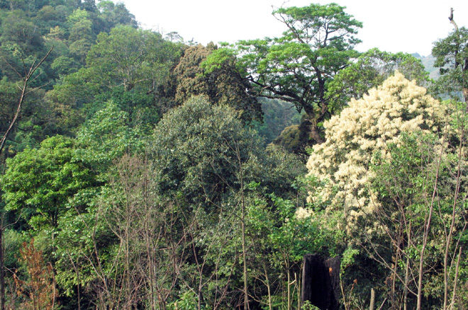 Hiện Trạm Tấu có trên 35 ngàn ha rừng tự nhiên.