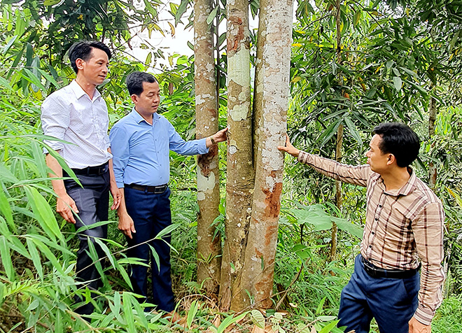 Hàng năm, người dân xã Xuân Tầm thu về trên 23 tỷ đồng từ quế