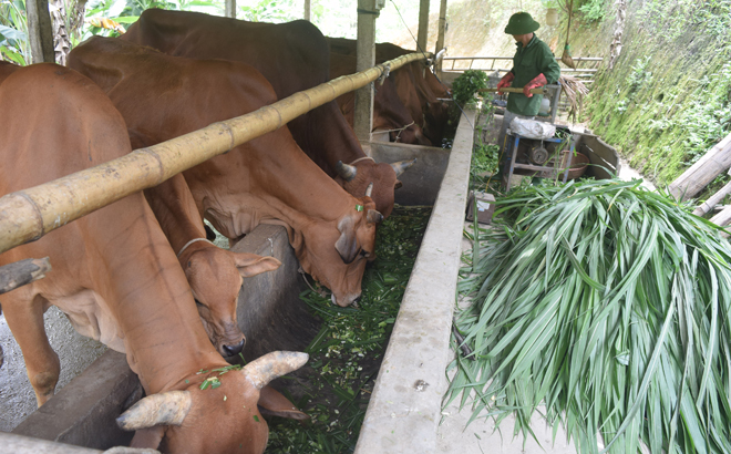 Văn Yên phấn đấu tổng đàn gia súc chính của huyện đạt 132.880 con trong năm 2023.