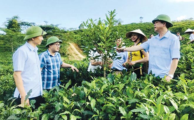 Lãnh đạo huyện Văn Chấn thăm mô hình cây mắc ca trồng xen cây chè ở thị trấn nông trường Liên Sơn.