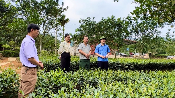 Đồng chí An Hoàng Linh - Bí thư Huyện ủy, Chủ tịch HĐND huyện Yên Bình (đội mũ) kiểm tra mô hình sản xuất chè tại xã Hán Đà.