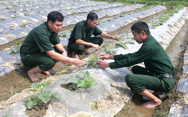 Hội viên Hội Cựu chiến binh xã Sơn A kiểm tra mô hình trồng dưa hấu trên đất 2 vụ lúa.