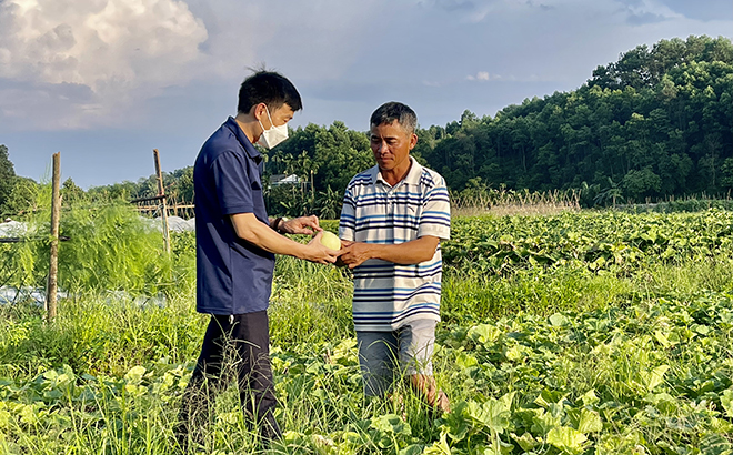 Khuyến nông viên xã Âu Lâu, thành phố Yên Bái hướng dẫn, trao đổi kỹ thuật, kinh nghiệm trồng, chăm sóc dưa lê với người dân.